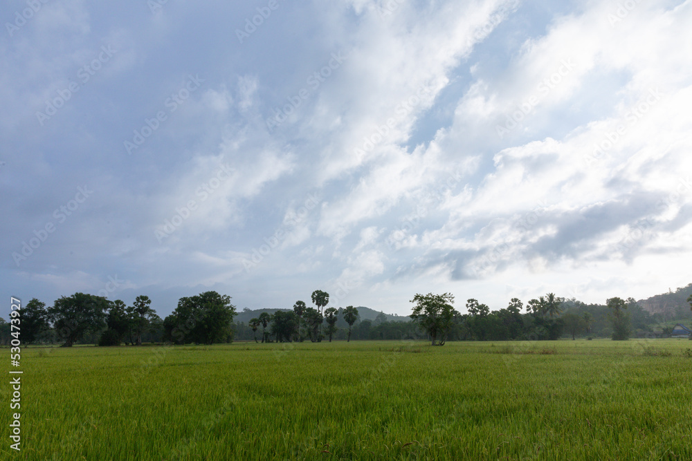 atmosphere in the rice fields.