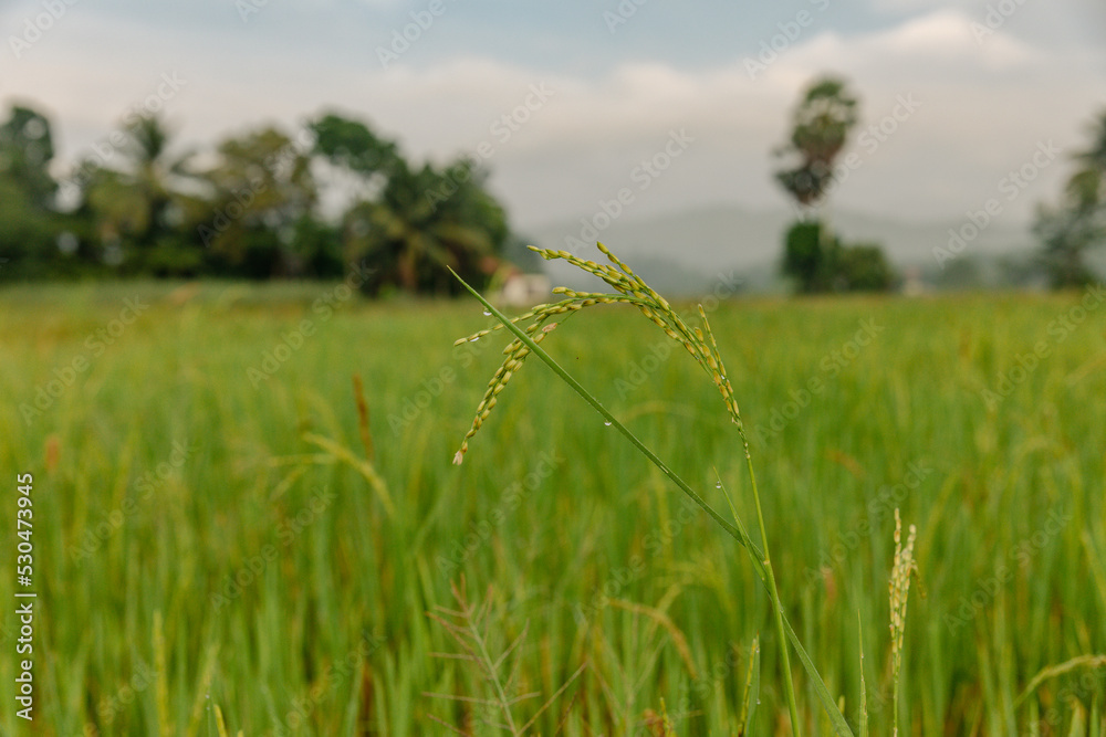 Obraz premium atmosphere in the rice fields.