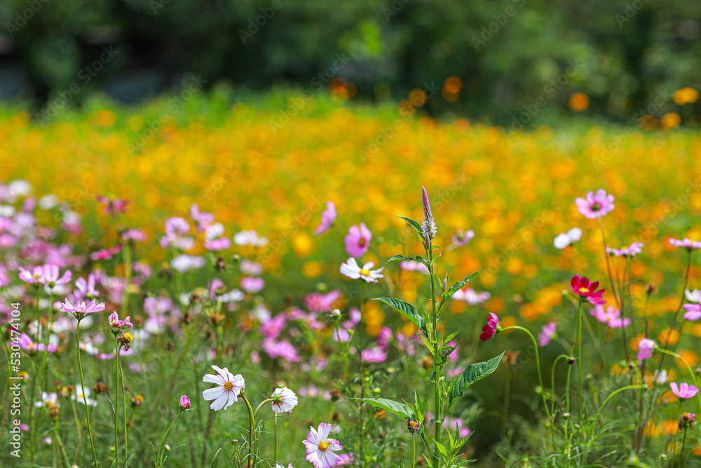 Fototapeta premium Garden Cosmos.Cosmos bipinnatus, commonly called the garden The species