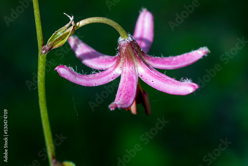 Lily martagon, a beautiful forest pink flower