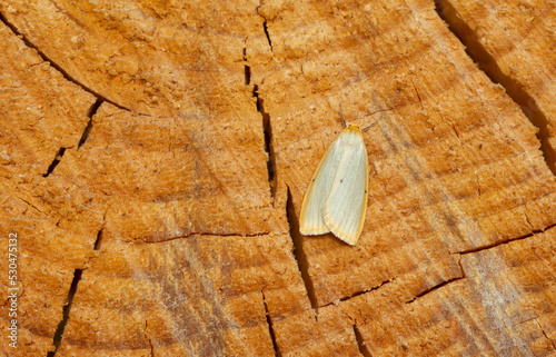 Four-dotted footman, Cybosia mesomella resting on wood