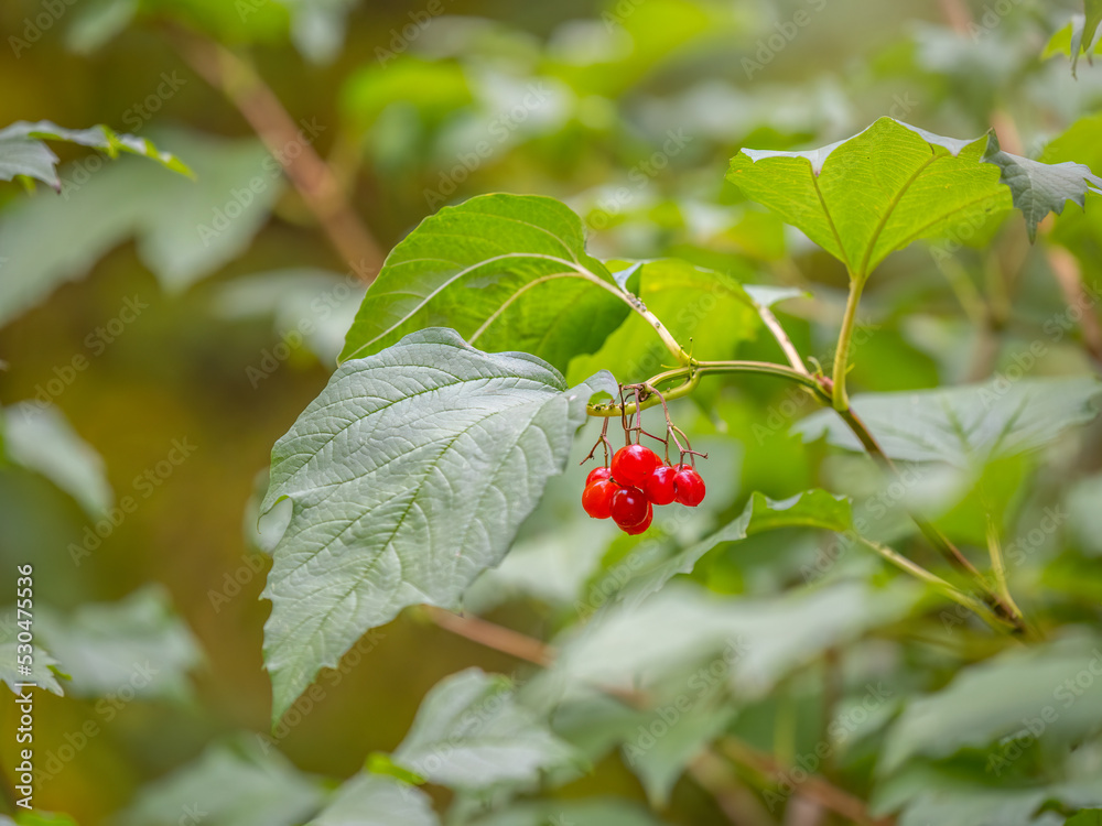 Background from beautiful red fruits of viburnum vulgaris. Red viburnum berries on a branch in the garden. Background from beautiful red fruits of viburnum vulgaris. Red viburnum berries on a branch in the garden.