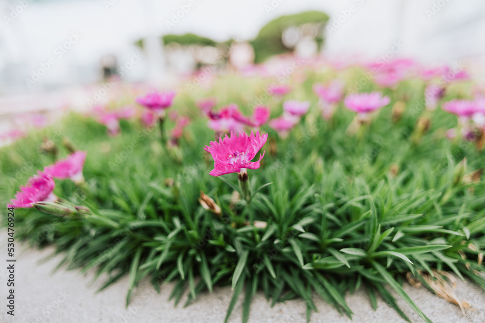 Obraz premium Red flowers among green plants