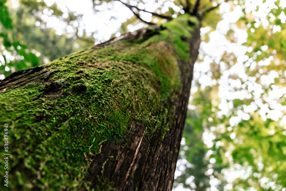 Obraz premium moss growing on the tree