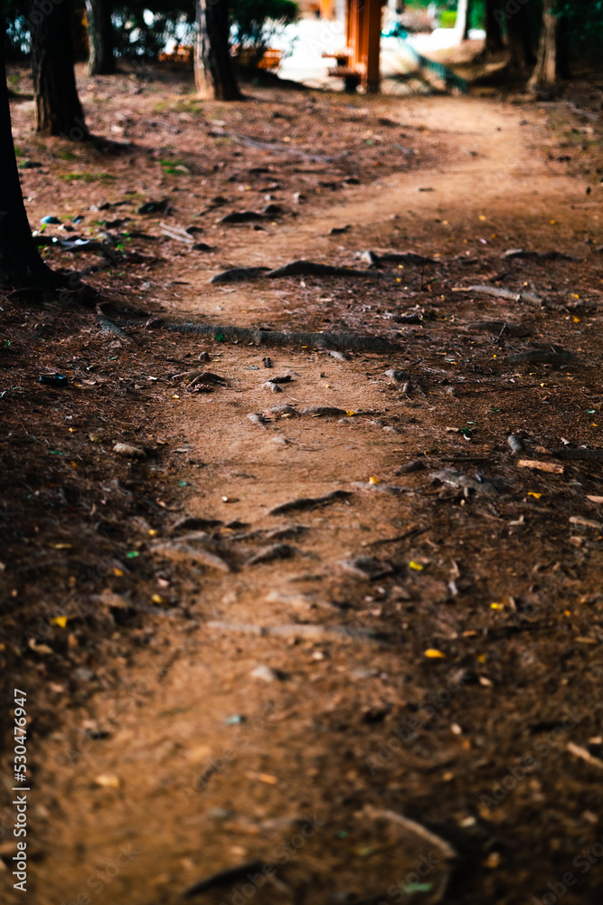 dirt road between trees dirt road between trees