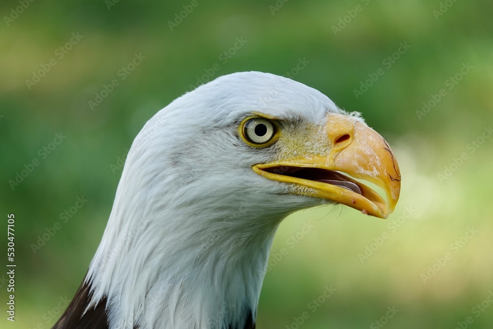 A closeup of a head of Southern Bald Eagle bird with a half-open beak on a blurry green background. High quality photo A closeup of a head of Southern Bald Eagle bird with a half-open beak on a blurry green background. High quality photo