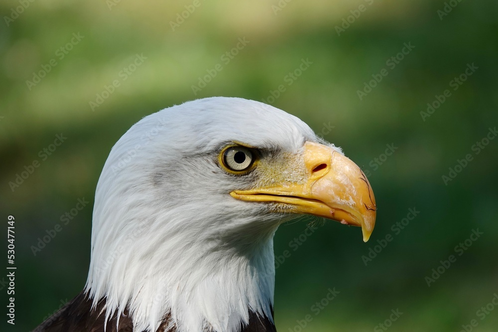 A closeup of a head of Southern Bald Eagle bird on a blurry green background. High quality photo A closeup of a head of Southern Bald Eagle bird on a blurry green background. High quality photo