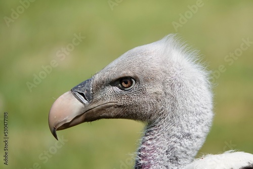 A closeup of a head of Ruppells griffon vulture bird on a blurry green background. High quality photo photo