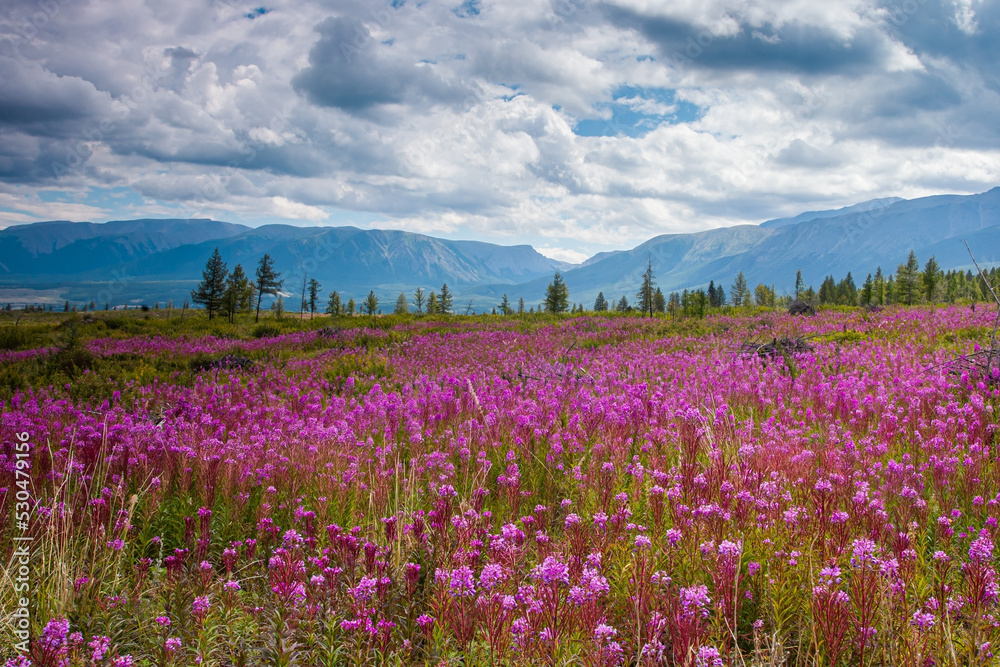 Flower meadow on the background of mountains Flower meadow on the background of mountains