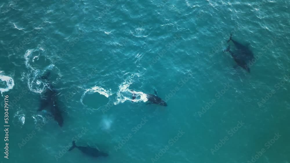 Top Down Aerial View Of A Family Of Humpback Wales Rising To The Surface And Spouting Water Into The Air While The Rest Swim Around Top Down Aerial View Of A Family Of Humpback Wales Rising To The Surface And Spouting Water Into The Air While The Rest Swim Around