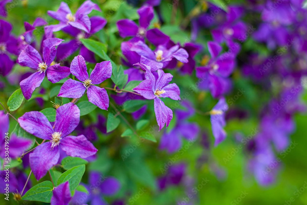 Flowers close-up as a background Flowers close-up as a background