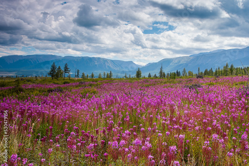 Flower meadow on the background of mountains © furtseff
