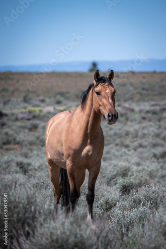 wild stallion in the field © Rachel