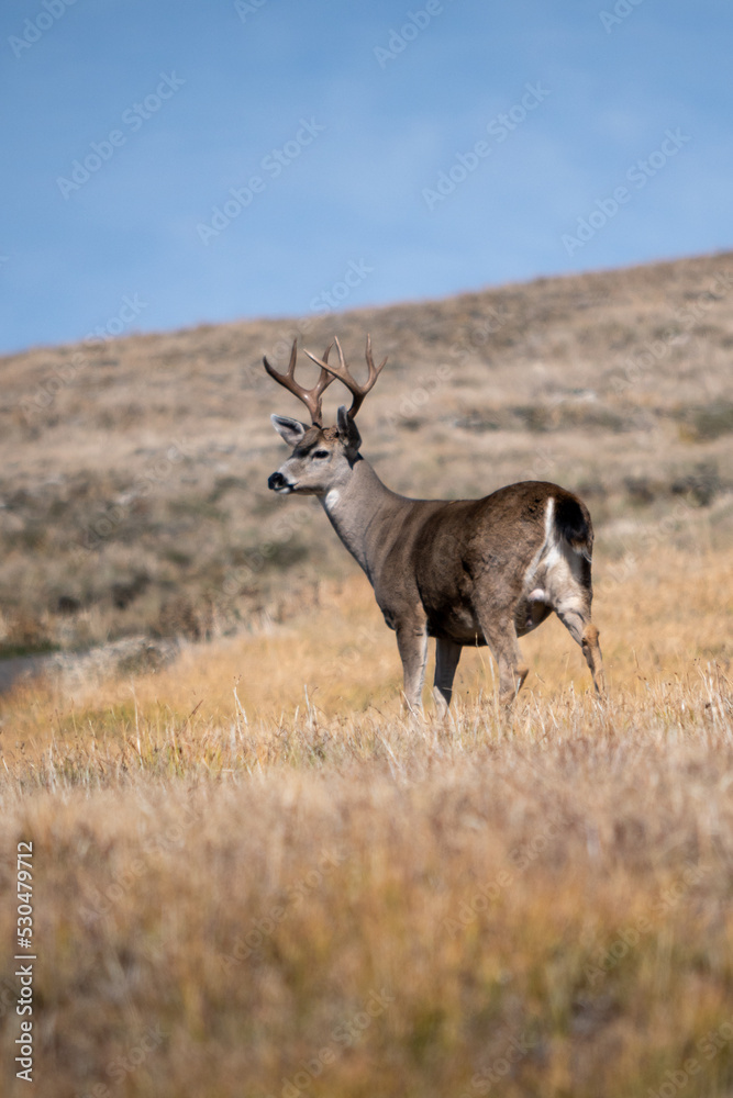 Naklejka premium deer on the prairie