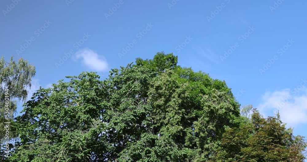 Deciduous trees with green foliage in summer, old trees with foliage in sunny weather Deciduous trees with green foliage in summer, old trees with foliage in sunny weather