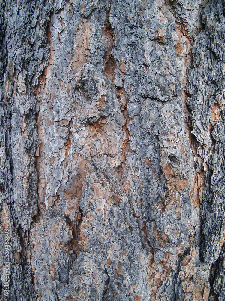 Pattern of very structural poderosa pine bark Pattern of very structural poderosa pine bark