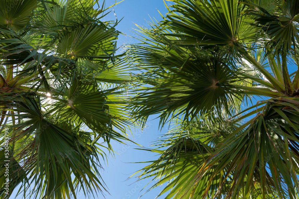 Fototapeta premium Palme con sole nel cielo