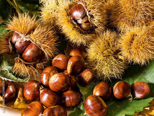 Autumn composition of chestnuts, hedgehogs and chestnut leaves. Fall season. Warm colors. Food background