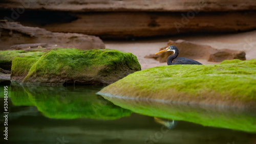 western reef heron