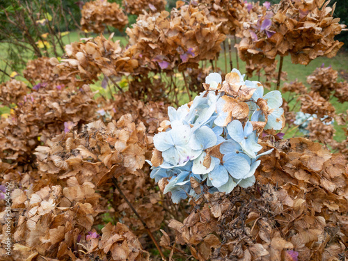 Canvas-taulu A cluster of dying hydrangea at the beginning of autumn with one bunch clinging