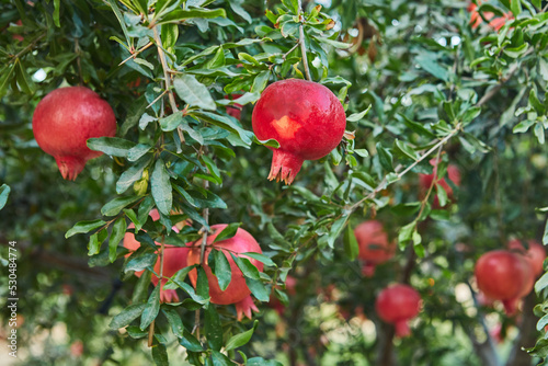 Plantation of pomegranate trees in harvest season, great fruit for Rosh Hashanah