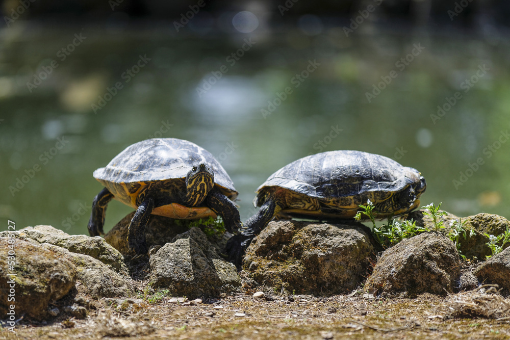 Tortues se séchant au soleil au bord de l'eau Tortues se séchant au soleil au bord de l'eau