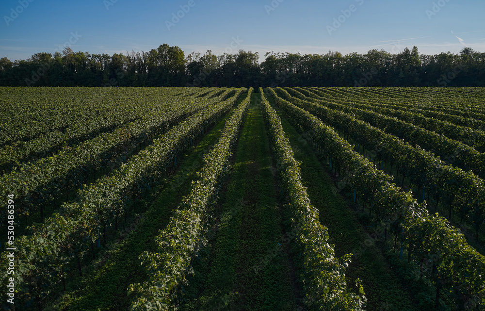 Vineyard plantations in Italy. Grape plantations against the background of blue sky. Vineyard plantations in even rows on a hill.