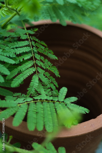 fern leaf in a pot