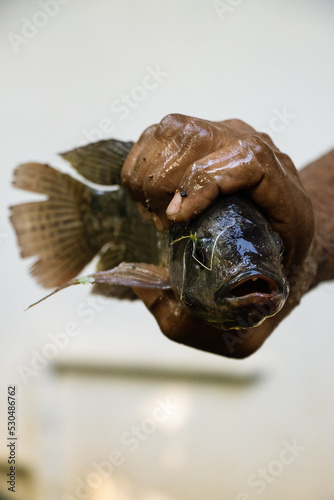 Holding a fish in hand