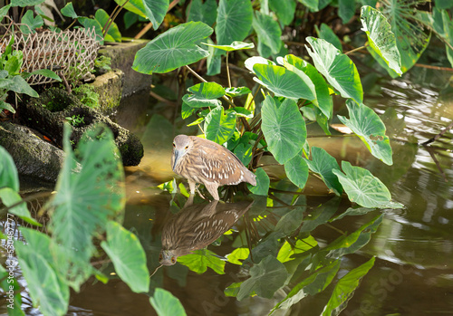 Wall Mural Juvenile Black Crown Night Heron in Taro Patch