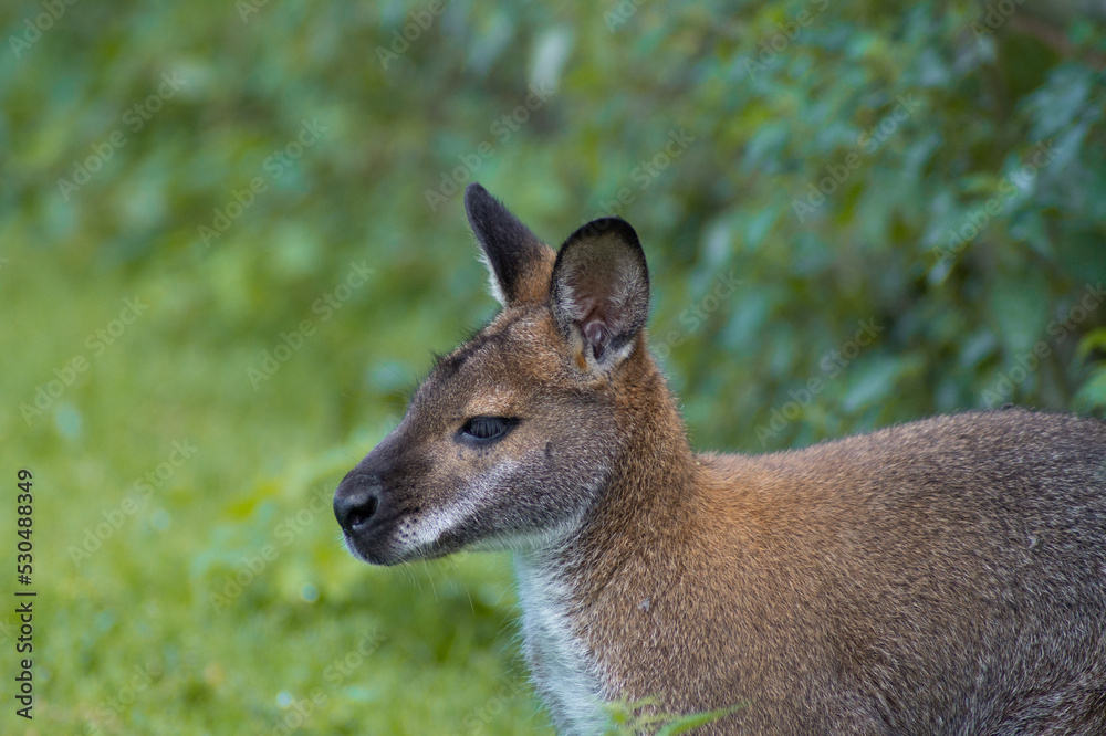 kangaroo in the grass kangaroo in the grass