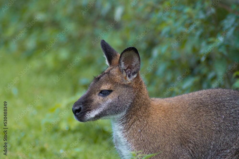 kangaroo in the grass