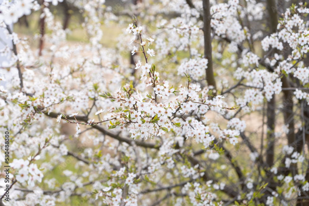 blossom in spring blossom in spring