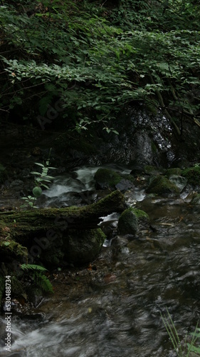 water flowing in the forest
