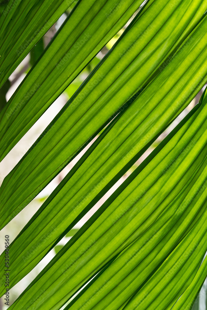 leaf texture, leaf Areca nut palm, Areca palm leaf texture, leaf Areca nut palm, Areca palm