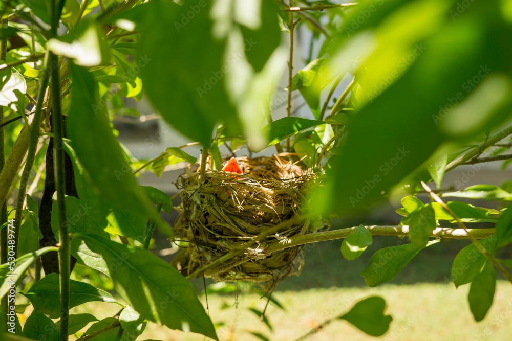 bird nest on a tree bird nest on a tree