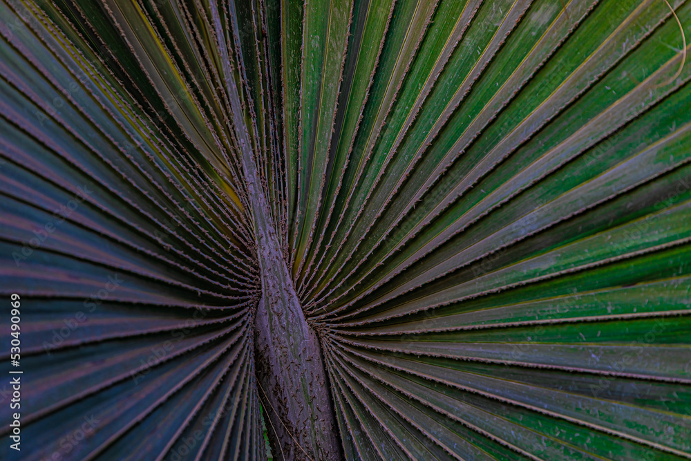 Obraz premium abstract background green palm leaf