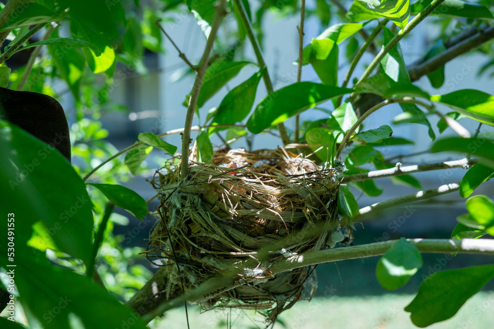 bird nest on a tree bird nest on a tree