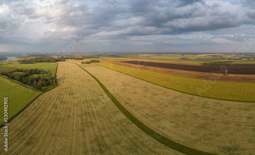 Aerial drone view of wheat ...
