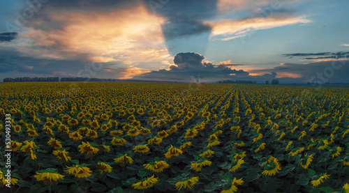 Drone view of sunflower fie...