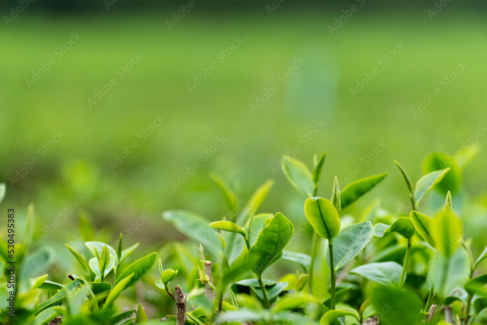 Obraz premium Green tea tree leaves field plant in camellia sinensis organic farm. Close up Tree tea plantations mountain green nature background in morning. Fresh young tender bud herbal Green tea tree in farm