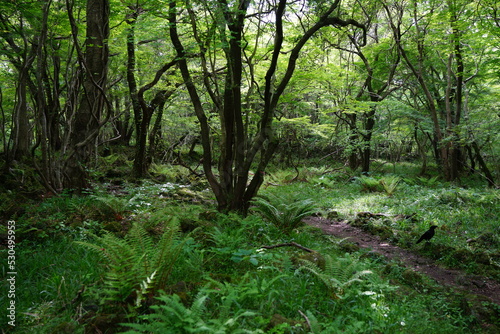 refreshing spring forest in the gleaming sunlight