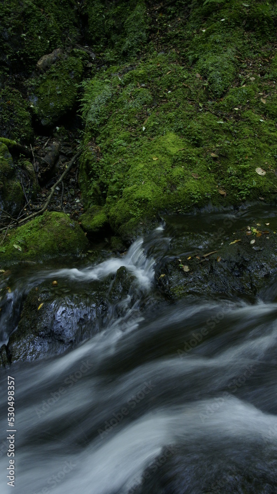 stream in the forest stream in the forest