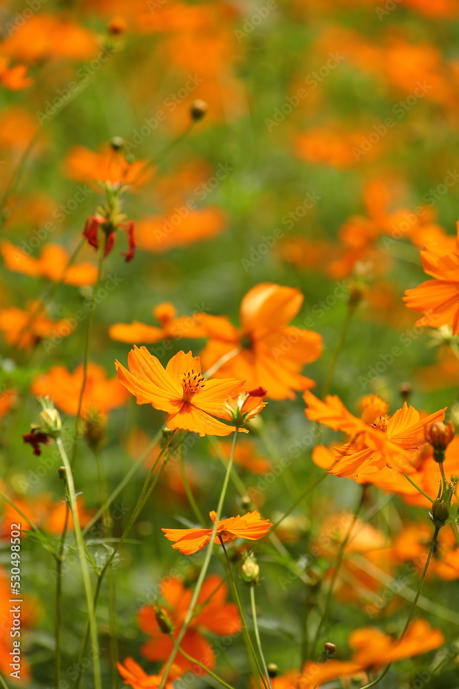 黄花コスモス 黄花コスモス