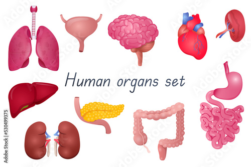 Human organs 3d realistic set. Bundle of lungs, bladder, brain, heart, spleen, kidneys, liver, stomach with small intestine, large colon, pancreas anatomical isolated elements. Illustration photo
