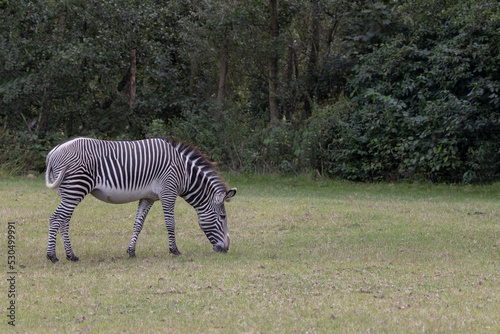 Zebra is a group of species in the horse family. Odense zoo Denmark Scandinavia Europe