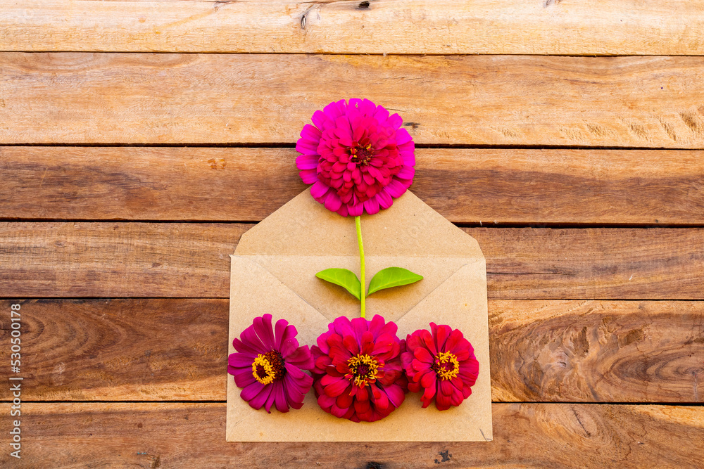 colorful pink flowers zinnia elegans local flora of asia in envelope arrangement flat lay postcard style on background wooden 