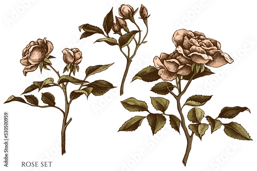 Gardening hand drawn vector illustrations collection. Colored rose.