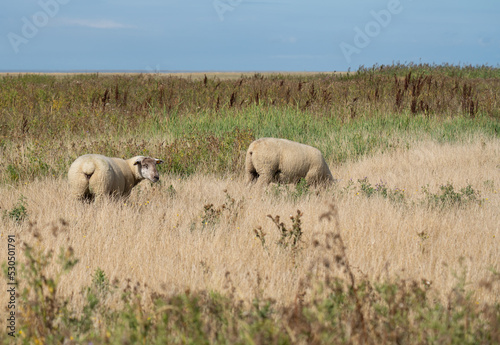 sheep in the field