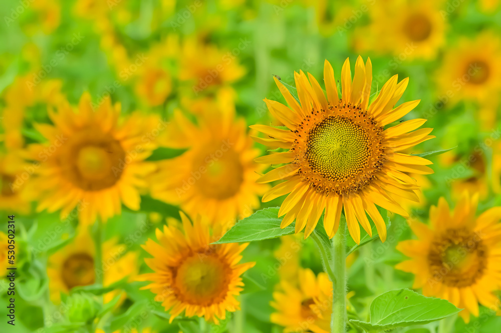 Obraz premium ヒマワリの花（Sunflower）